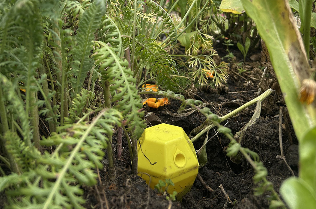 Yellow Backie slug trap partially buried in soil surrounded by green fern leaves and plant stems.