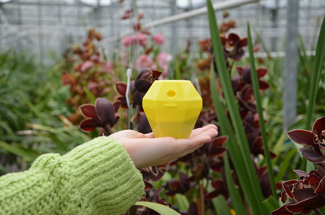 Hand holding a yellow Backie slug trap among orchids in a greenhouse.